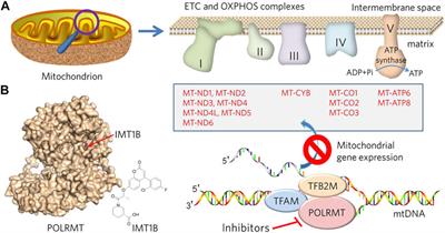 Targeting Mitochondrial Metabolism and RNA Polymerase POLRMT to Overcome Multidrug Resistance in Cancer